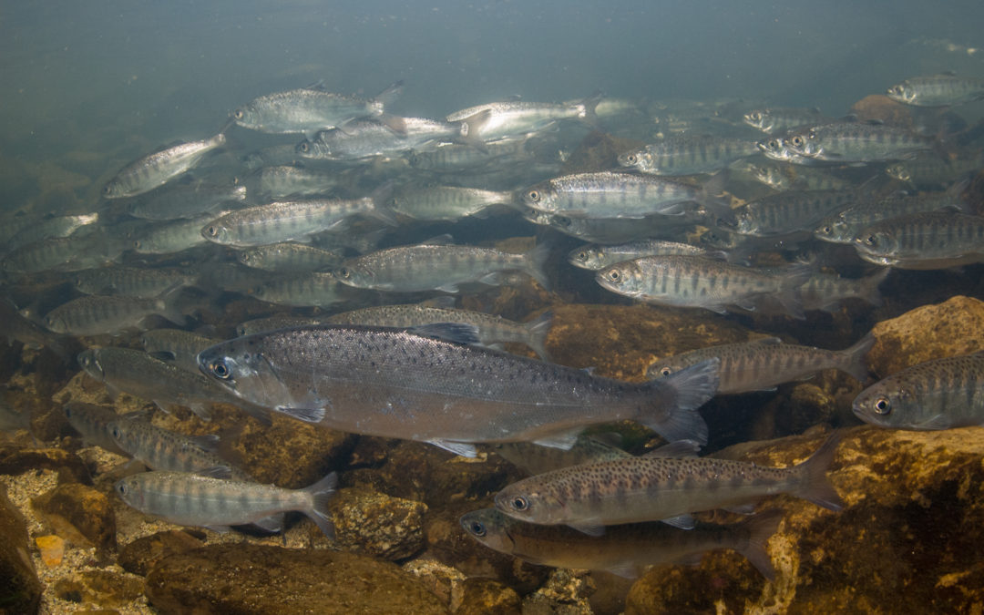 Is shifting climate driving changes in salmon population dynamics?