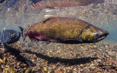 Demographic structure of Chinook populations is shifting