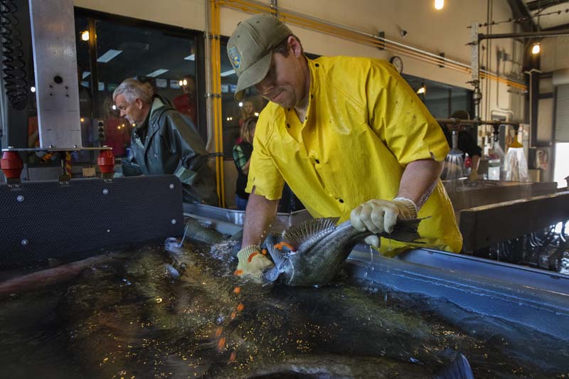 Well-intentioned transport of hatchery fish may erode salmon biodiversity