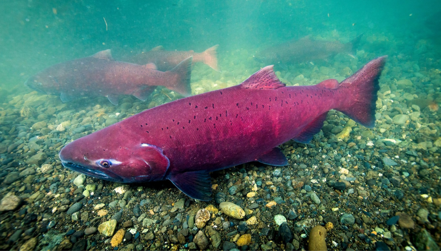 Blended Stock Fish