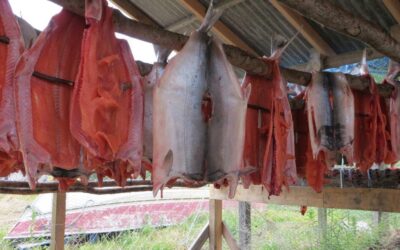 Oтказ от малой доли улова может принести большую пользу лососёвым хозяйствам смешанного типа