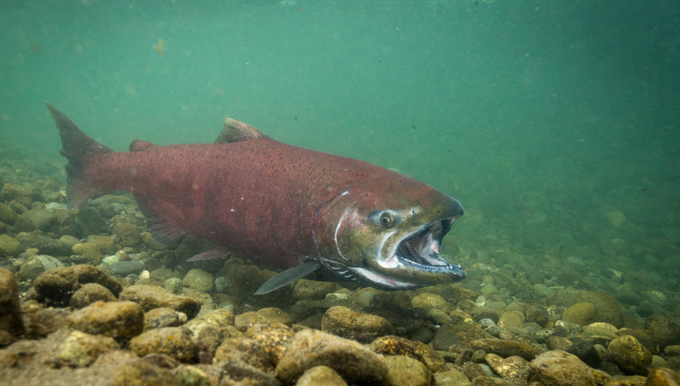 unique chinok salmon fishing planet unique chinok salmon fishing planet