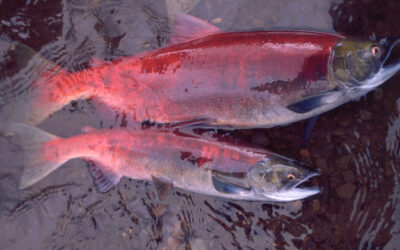 Alaskan salmon have become smaller over the past half-century