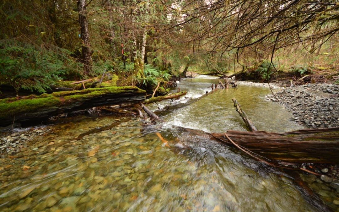 Effects of logging on salmon habitat may take decades to fully emerge