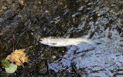 Coho mass die-offs caused by tire chemical underscores growing impacts of urbanization on Pacific salmon
